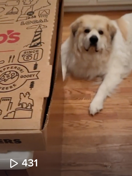 Papa Gino's pizza and a dog